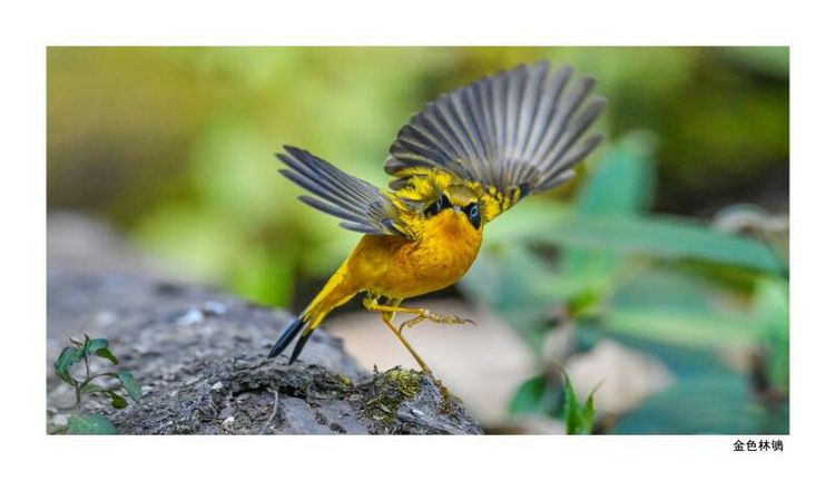 2018年鸟趣日历，太精美了，人手一份，值得收藏！