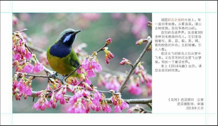 2018年鸟趣日历，太精美了，人手一份，值得收藏！