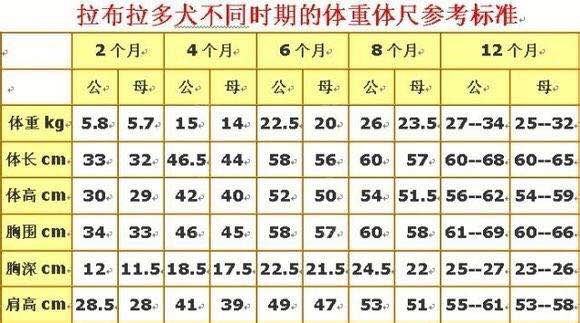拉布拉多的身高体重标准是多少,七个月的拉布拉多体重应该多少