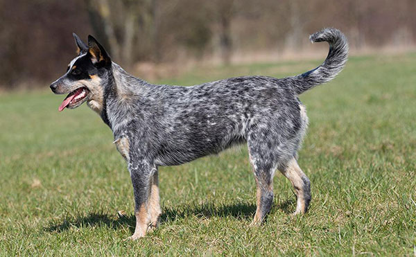 澳大利亚的狗狗有哪些品种,澳大利亚牧牛犬体味大吗