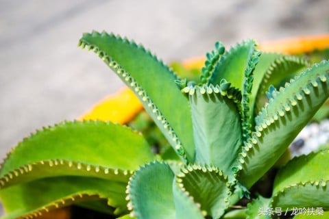 为什么这个国家的人如此喜欢送这种植物给孕妇？