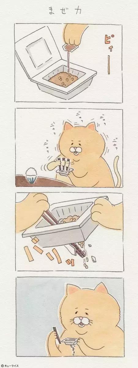 一只普通橘猫的成长史,橘猫的真实成长