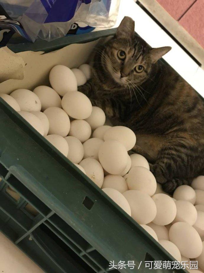 澶ц劯鐚殑鐑︽伡,澶ц劯鐚殑鐑︽伡瑙ｈ