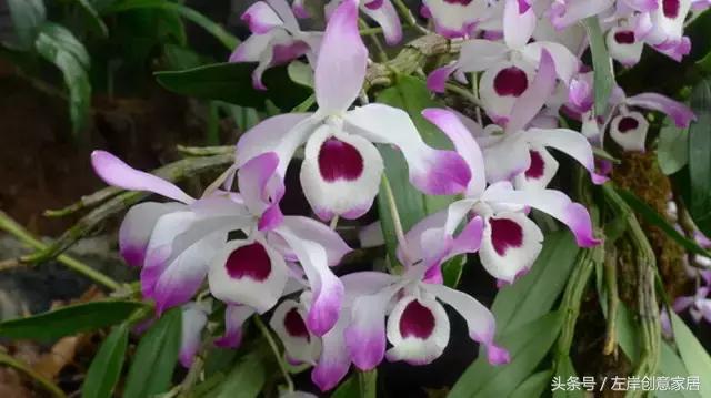 100种室内植物大全,户外小景观植物大全