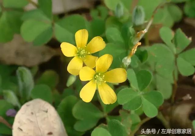 100种室内植物大全,户外小景观植物大全