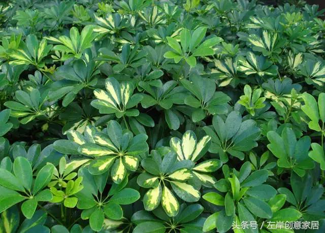 100种室内植物大全,户外小景观植物大全