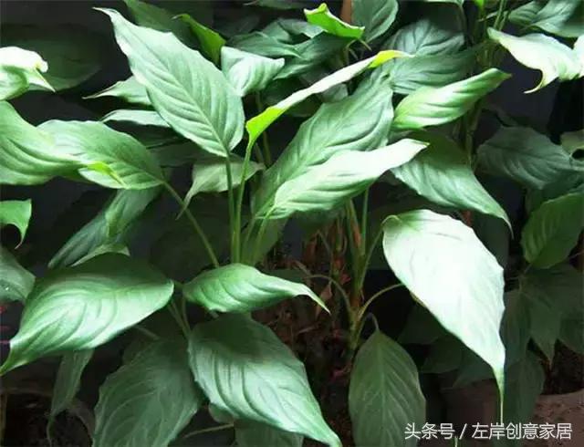 100种室内植物大全,户外小景观植物大全