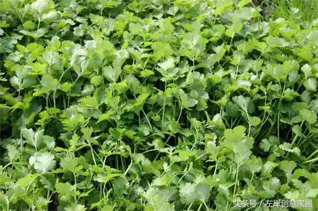 100种室内植物大全,户外小景观植物大全