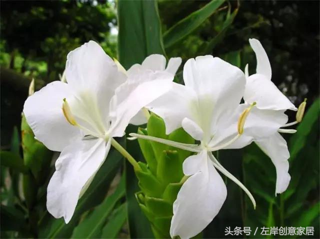 100种室内植物大全,户外小景观植物大全