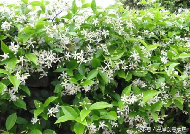 100种室内植物大全,户外小景观植物大全