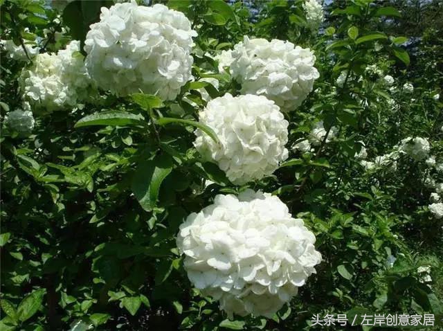 100种室内植物大全,户外小景观植物大全