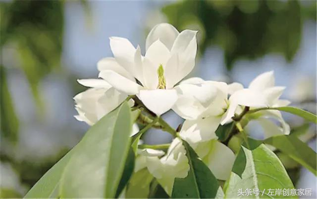 100种室内植物大全,户外小景观植物大全