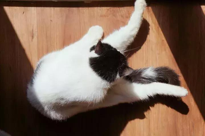 武汉汉街猫咖,武汉永旺猫咖