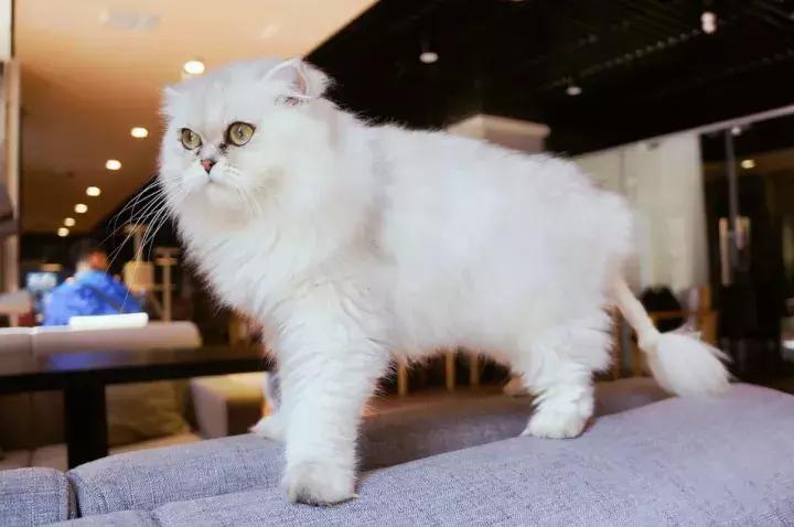 武汉汉街猫咖,武汉永旺猫咖