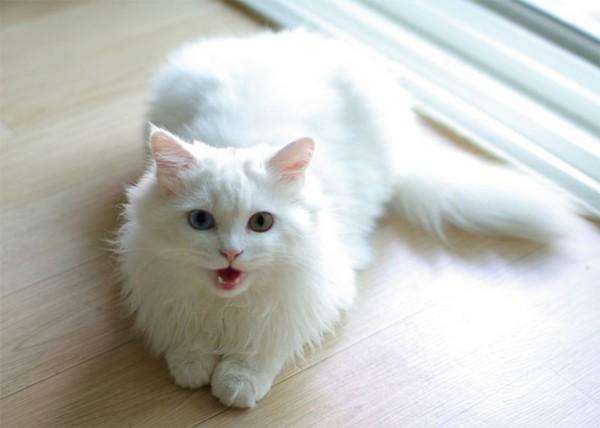 喵咪被主人哄骗到浴室洗澡,当喷头喷水时,喵咪的动作碉堡了