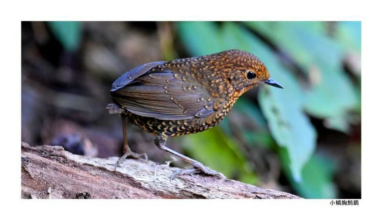 2018年鸟趣日历，太精美了，人手一份，值得收藏！