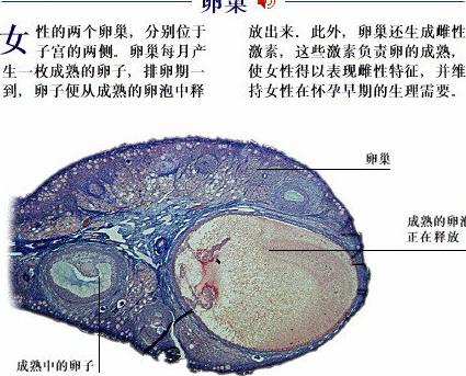 女人怎样保养卵巢不衰老呢,卵巢如何保养防止早衰