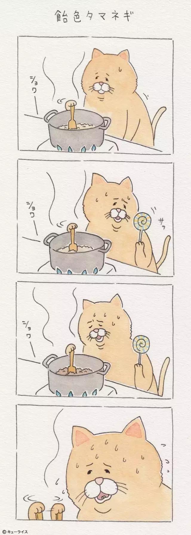 一只普通橘猫的成长史,橘猫的真实成长