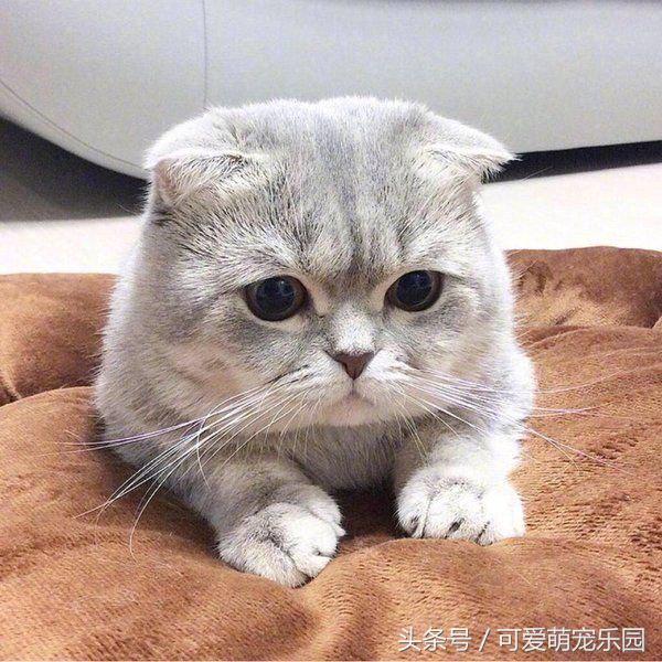 澶ц劯鐚殑鐑︽伡,澶ц劯鐚殑鐑︽伡瑙ｈ