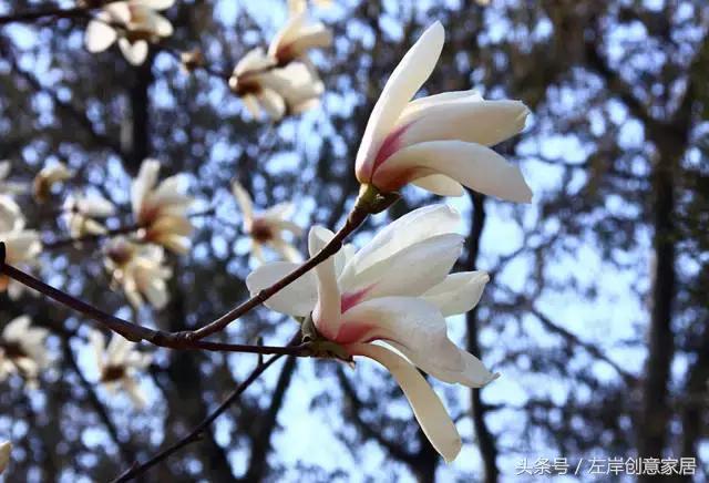 100种室内植物大全,户外小景观植物大全