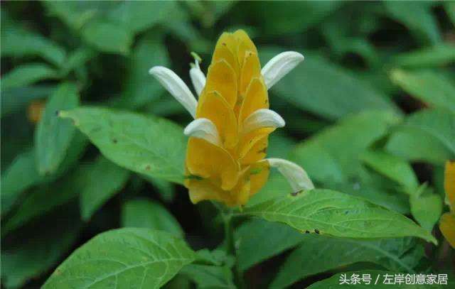 100种室内植物大全,户外小景观植物大全