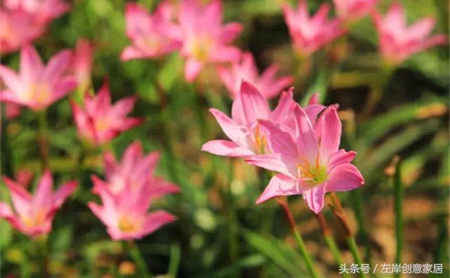100种室内植物大全,户外小景观植物大全
