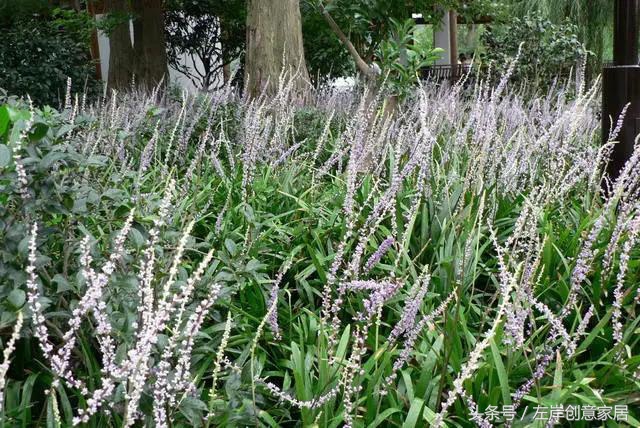 100种室内植物大全,户外小景观植物大全
