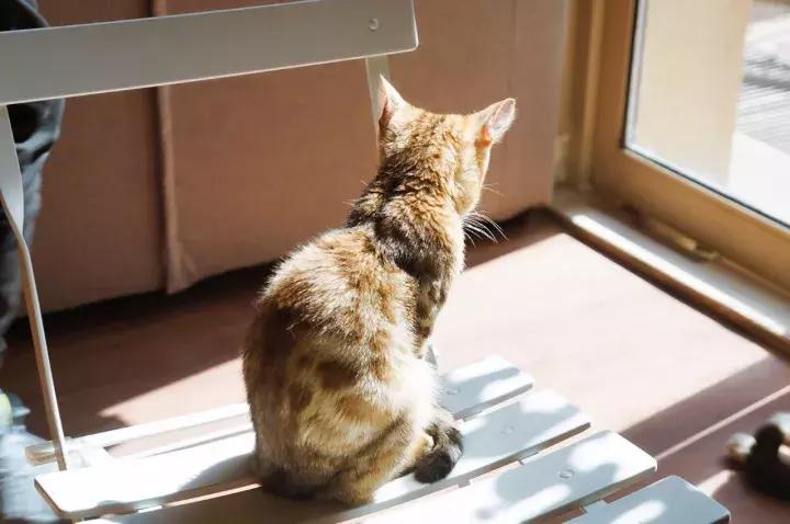 武汉汉街猫咖,武汉永旺猫咖