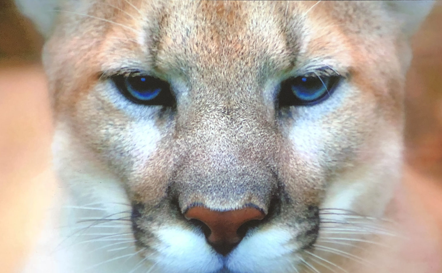 暴风max6无屏电视价格,打造家庭私人影院