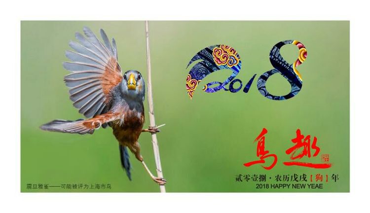 2018年鸟趣日历，太精美了，人手一份，值得收藏！