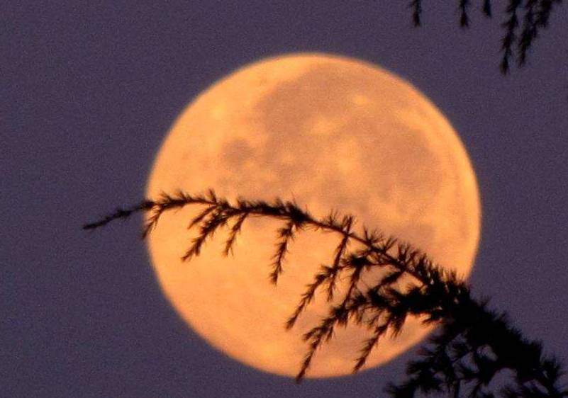 「词风雅韵」秦玉彦｜为君十赋鹧鸪天