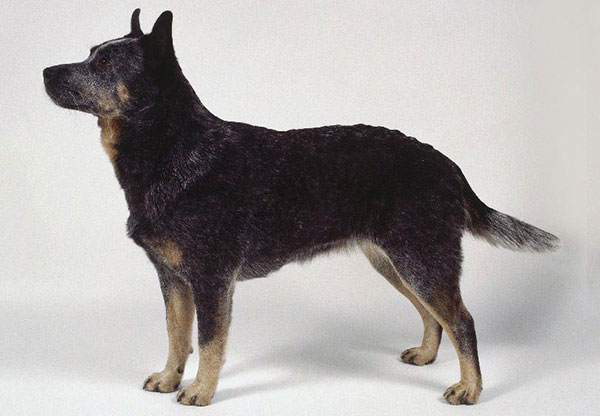 澳大利亚的狗狗有哪些品种,澳大利亚牧牛犬体味大吗