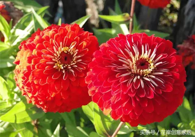 100种室内植物大全,户外小景观植物大全