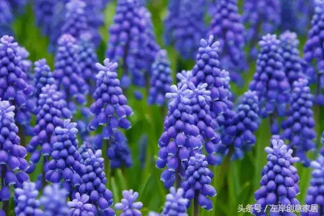 100种室内植物大全,户外小景观植物大全