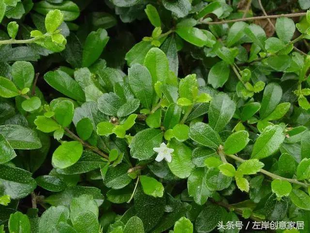 100种室内植物大全,户外小景观植物大全