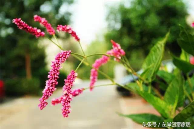 100种室内植物大全,户外小景观植物大全