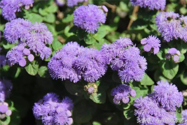 100种室内植物大全,户外小景观植物大全