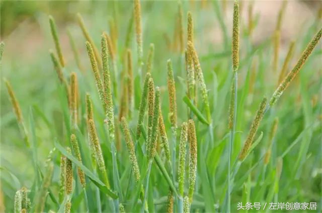 100种室内植物大全,户外小景观植物大全