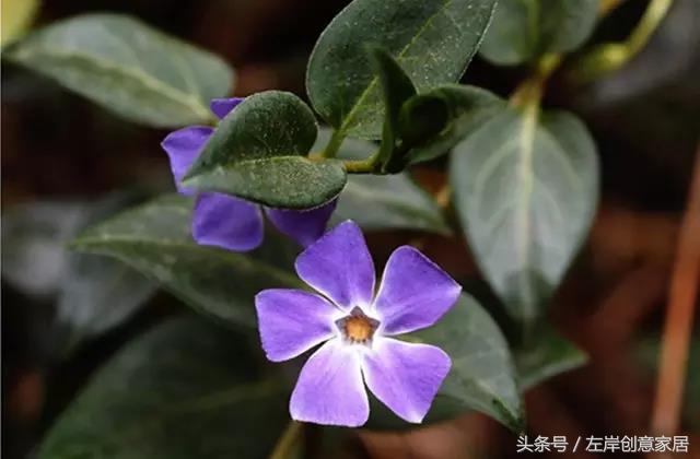 100种室内植物大全,户外小景观植物大全