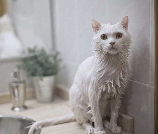 喵咪被主人哄骗到浴室洗澡,当喷头喷水时,喵咪的动作碉堡了