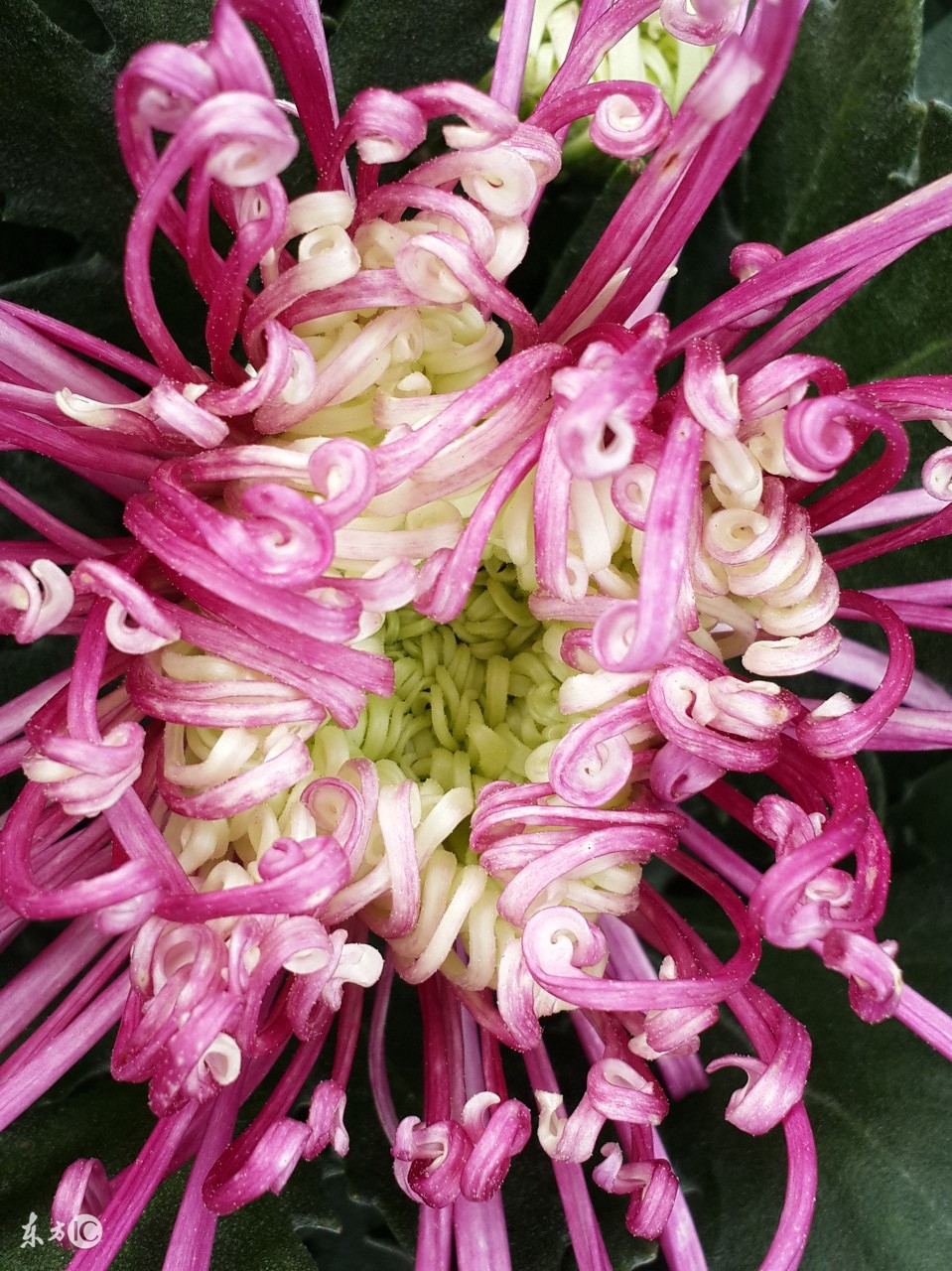 71属猪女明年运势,83年属猪明年运势