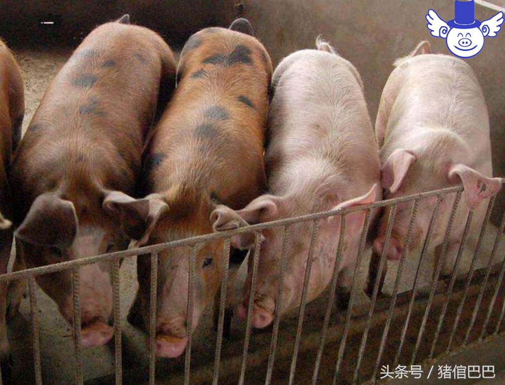 养殖场污染原因,养殖场污染环境怎么处理