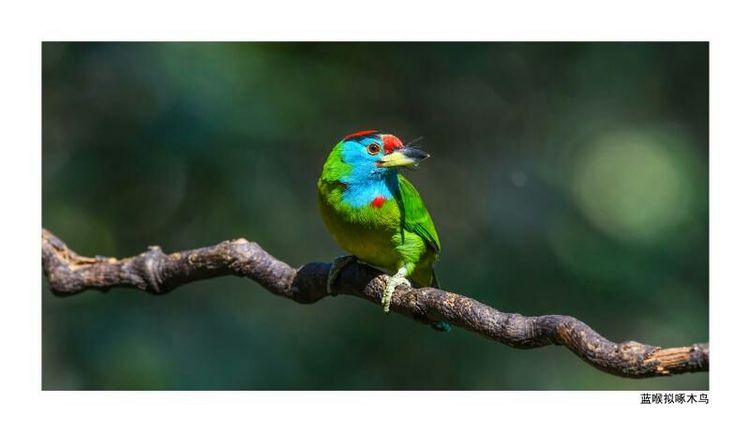 2018年鸟趣日历，太精美了，人手一份，值得收藏！