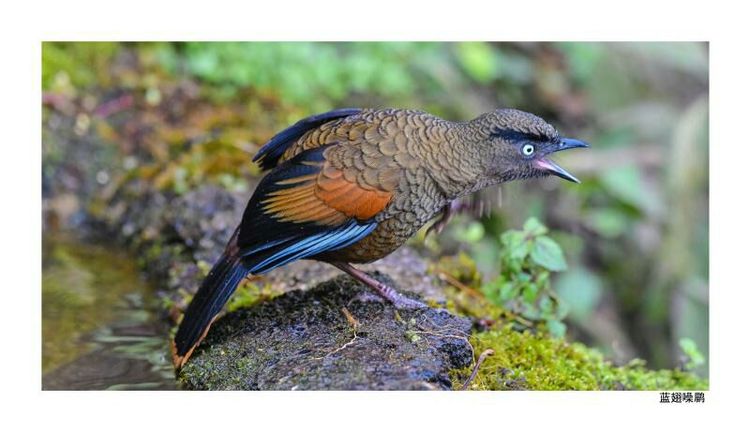 2018年鸟趣日历，太精美了，人手一份，值得收藏！