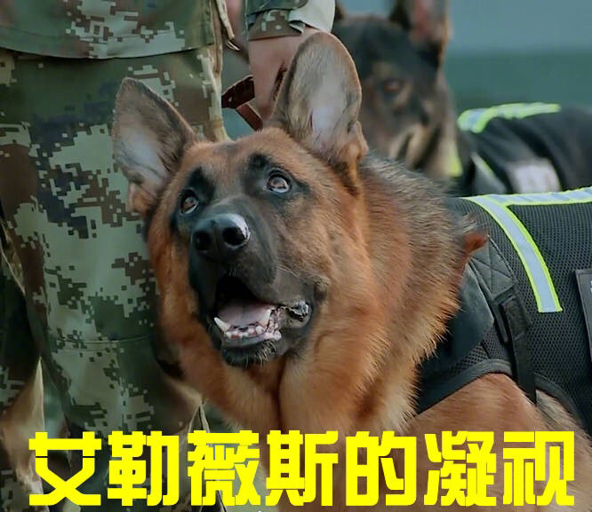 张馨予被狗咬的是哪个节目,张馨予为什么被狗咬伤