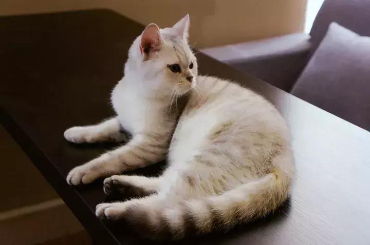 武汉汉街猫咖,武汉永旺猫咖