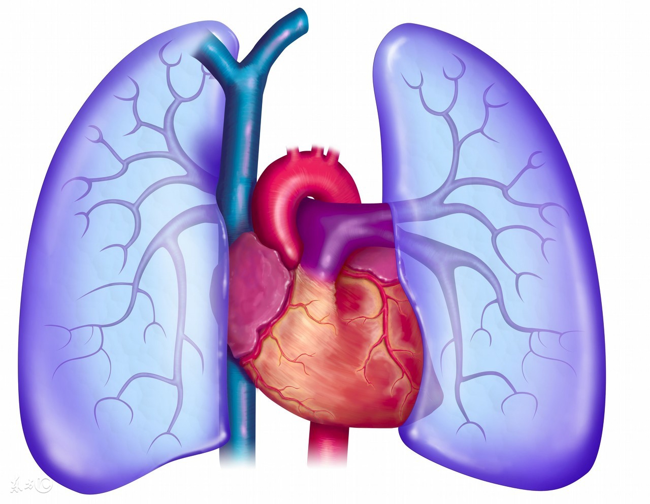 肺腺癌做什么手术最好,肺腺癌转移到胸膜可以手术治疗吗