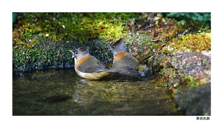 2018年鸟趣日历，太精美了，人手一份，值得收藏！