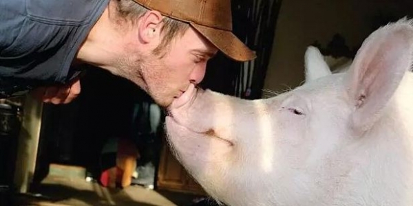 夫妻天天跟360公斤猪猪卖萌放闪，私下偷爆料：它其实是迷你猪？