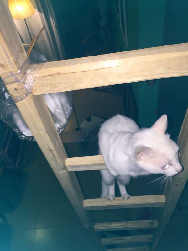 深圳有十几栋房子的90后女房东,90后女孩深圳租房